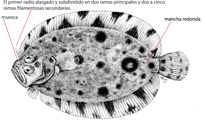 Zeugopterus regius_01.jpg